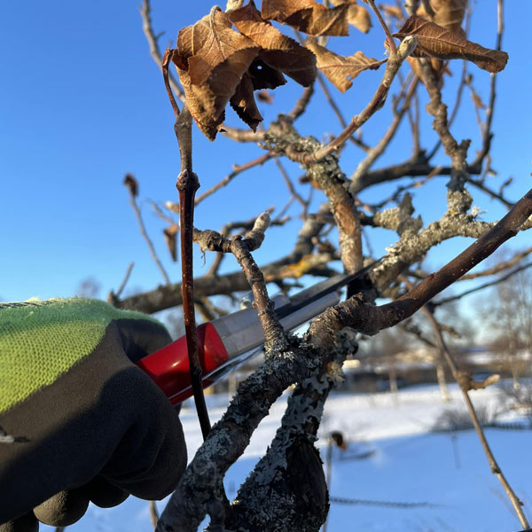 Beskärning och trädgårdstjänster hos Wedins Trädgård