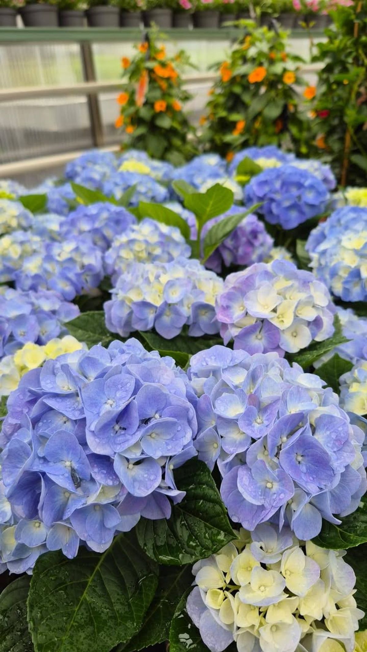 Bild från Wedins Trädgård